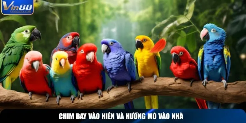 Chim bay vào hiên và hướng mỏ vào nhà