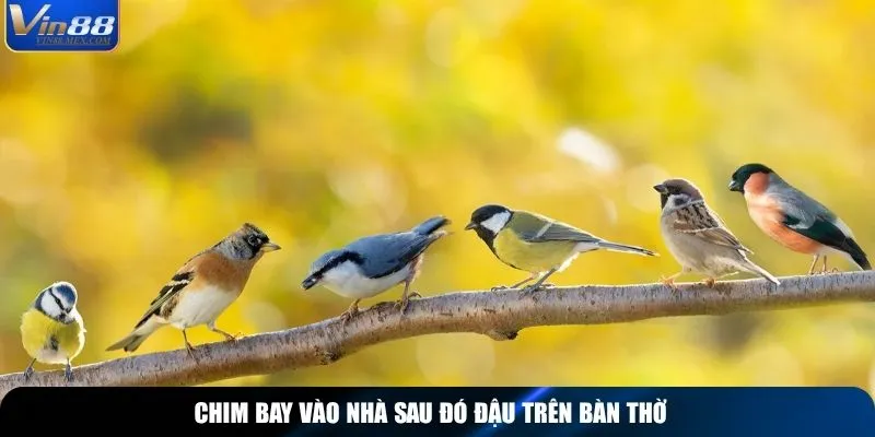 Chim bay vào nhà sau đó đậu trên bàn thờ