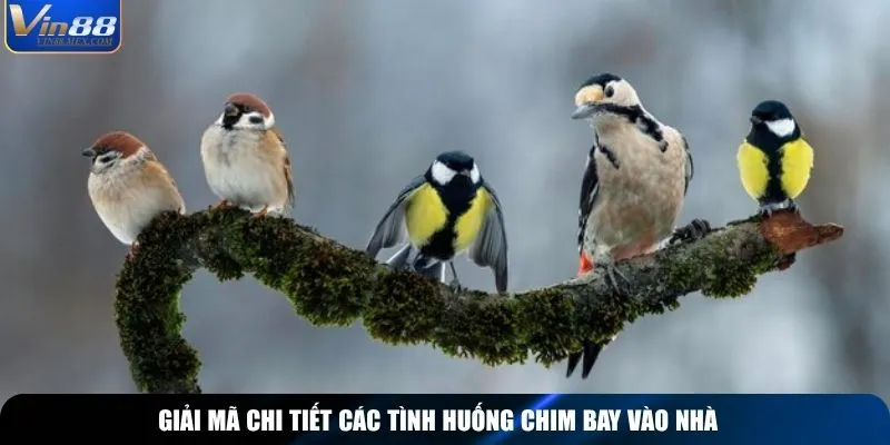 Giải mã chi tiết các tình huống chim bay vào nhà đánh số gì để nhận tài lộc