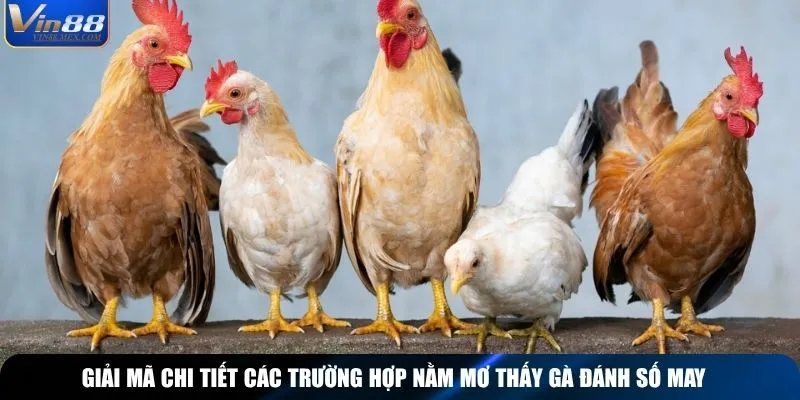 Giải mã chi tiết các trường hợp nằm mơ thấy gà đánh số may