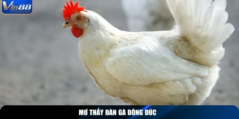 Mơ thấy đàn gà đông đúc