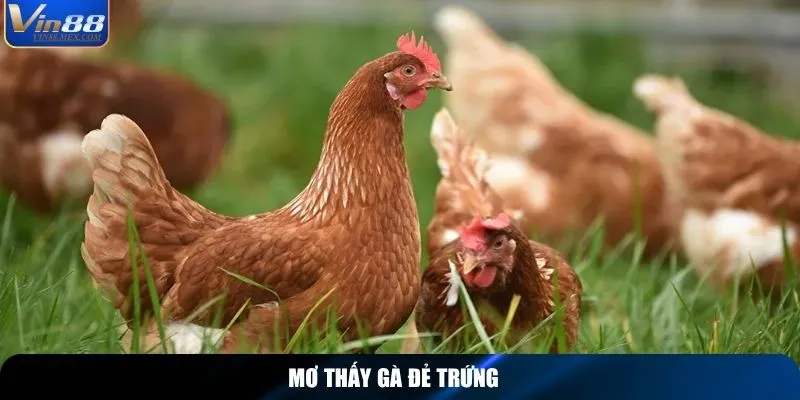 Mơ thấy gà đẻ trứng