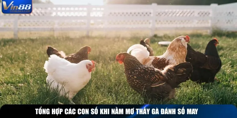 Tổng hợp các con số khi nằm mơ thấy gà đánh số may